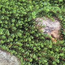 Image result for Myoporum