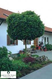 6 arbres qui sont vraiment adaptes pour un petit jardin arbres pour petit jardin idee jardin paysagiste jardins