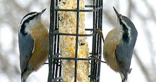 Gray Bird With Red On Back Of Head Red Breasted Nuthatch Nuthatch Ornithology Birds