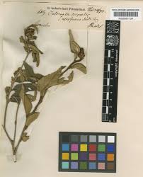 Image result for Croton triqueter