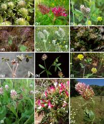Image result for Trifolium isthmocarpum