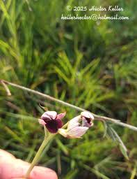 Image result for Orthochilus ruwenzoriensis