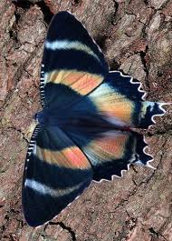 Epingle Sur Comme Un Papillon De