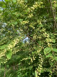 Image result for Flueggea virosa