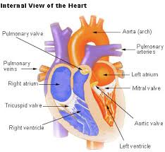 Different structures of heart right atrium: Seer Training Structure Of The Heart