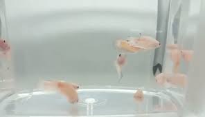 It is just an unofficial name or promotional name for a clear betta. Koi Candy Koi Halfmoon Plakat Cellophane Female Betta Betta Splendens Aquasnails