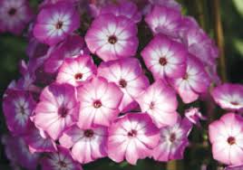 I was just thinking to myself yesterday that next time i decide to add more i will. Phlox Paniculata Flame Purple Eye