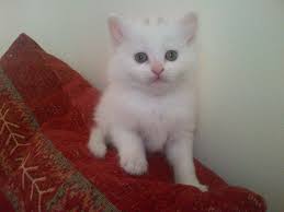 White Turkish Angora Kitten Turkish Angora Cat Angora Cats Cat Furry