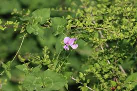 Image result for Vigna frutescens