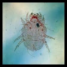 Image result for what do Cheyletiella look like in dog fur