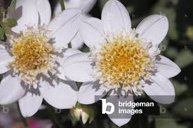 Image result for Dahlia `Snowflake`