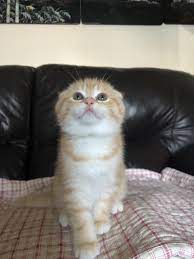 Scottish Fold Cats For Sale Lancaster Pa 286457