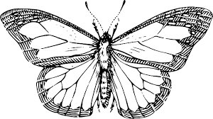 Black And White Insect With Wings Free Image On Pixabay Butterfly Wings Insect Antenna Butterfly Clip Art Butterfly Line Drawing Butterfly Drawing
