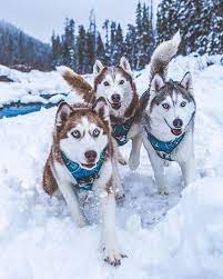Husky Happiness Begins With Frosty Temperatures And Fresh Powder Huskysquad Squadgoals Classic Throwback To The F Husky Breeds Husky Dogs Siberian Husky