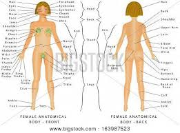 regions female body vector photo free trial bigstock