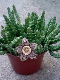 Stapelia Variegata Cactus Cacti Succulent 2 Rooted Stems 2 4 Tall In 2020 Carrion Flower Plants Cactus Flower