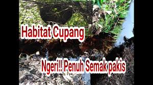 Oleh sebab itu, sebaiknya persiapkan juga. Habitat Asli Ikan Cupang Alam Liar Kalimantan Youtube
