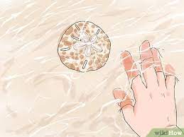 When you find the elusive sand dollar, it's always a treat. 3 Ways To Find Sand Dollars Wikihow