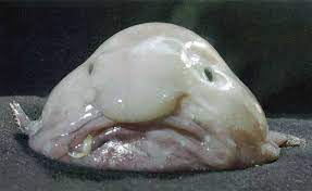 La plus grosse t?te du monde. Photo Le Psychrolutes Microporos Un Poisson A Grosse Tete