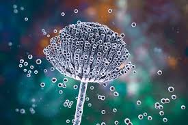 Image result for Asparagus aspergillus