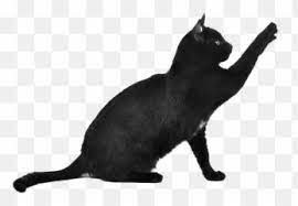 Free Transparent Cat With Transparent Background Images Page 1 Pngaaa Com