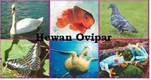 We did not find results for: Ovipar Pengertian Ovipar Ciri Ciri Dan Contoh Hewan Ovipar Pustakapengetahuan Com