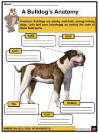 Dogs for sale puppies for sale dog breeders dog wanted dog rescue missing dogs stud dogs advertise / place ad pet scam alerts previous puppies for sale. American Bulldog Facts Worksheets History For Kids
