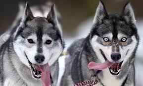 Couple Wolf Funny Laughing Face Picture Two wolves and their cub.