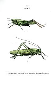 Animal Insect Grasshoppers Vintage Insect Prints Insect Print Insect Art