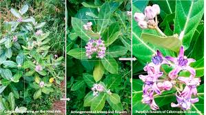 Image result for Calotropis gigantea