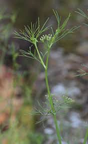 Image result for Apium leptophyllum