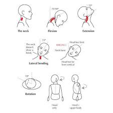 The Neck And Its Flexibility Limitations Yoga Anatomy Human Anatomy And Physiology Muscle Anatomy