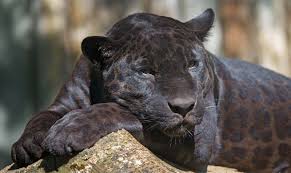 5 facts about the black panther - Catit
