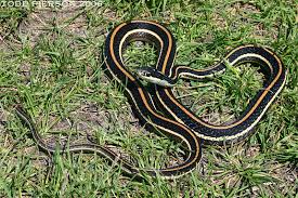 Garden snakes is a general term used for any species that is commonly found in yards. Thamnophis Proximus The Reptile Database