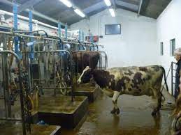 Do Different Cow Breeds Make A Difference To Cheese Quality The Courtyard Dairy