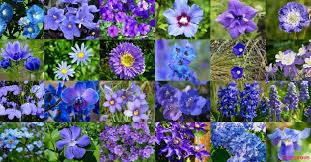 Pansies are a real treat for springtime gardens. Top 55 Beautiful Types Of Blue Flowers With Names And Pictures Florgeous