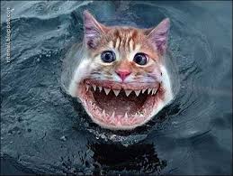 Cross Breads Of Animals Weird Planet Cross Breed Of Animals Photoshopped Animals Animal Mashups Shark Pictures