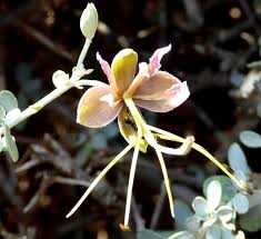 Image result for Cadaba