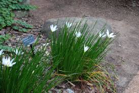 Image result for Zephyranthes candida