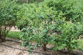 Little emperor® dwarf japanese blueberry tree was selected for compact size and attractive dense evergreen foliage. Yezberry Honey Bunch Japanese Haskap Lonicera Caerulea Proven Winners