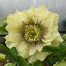 Image result for Impatiens gomphophylla