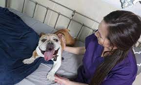 Pet Daycare Night Boarding - Lv Dog Resort Groupon