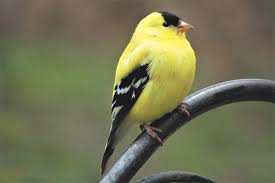 Their population has declined since 1960 due to habitat loss. American Goldfinch Songbird Feeds Young A Diet Of Seeds Cape Gazette