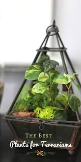 Shop By Category Ebay Terrarium Plants Indoor Tropical Plants Cool Plants