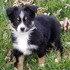 Miniature Australian Shepherd Black And Brown Puppies For Sale Miniature Australian Shepherd Miniature Australian Shepherds Miniature Australian Shepherd Australian Shepherd Puppies Australian Shepherd