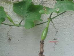 Image result for Coccinia barteri