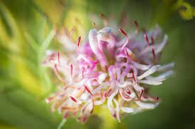 Image result for Anthospermum ammannioides