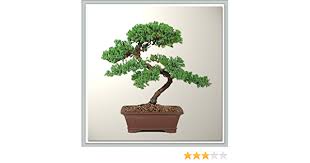 Il bonsai volante va quindi completato con del muschio comune, che va appoggiato alle pareti e che si attaccherà da solo, proteggendo la base e. Unibell 1pc Robusto Fruit Tree Bonsai Giardinaggio Potatura Taglio Giardino Forbici Pruner Strumento Curvo Lama Utensili Manuali Giardino E Giardinaggio Bepco Ee