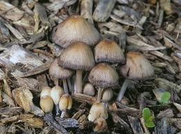 Image result for Coprinus micaceus