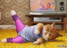 Cat Exercise Gif Cat Exercise Discover Share Gifs Cat Exercise Cat Gif Funny Cats